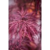Клен віяловий/пальмолистий/япоський Інаба-шідара|Acer palmatum Inaba-shidare|Клен веерный / пальмолистый / японский Инаба–Шидара